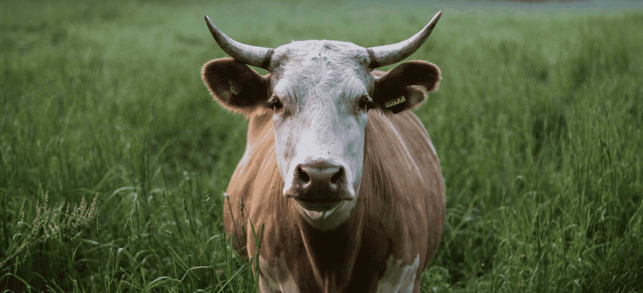 Livestock Insurance